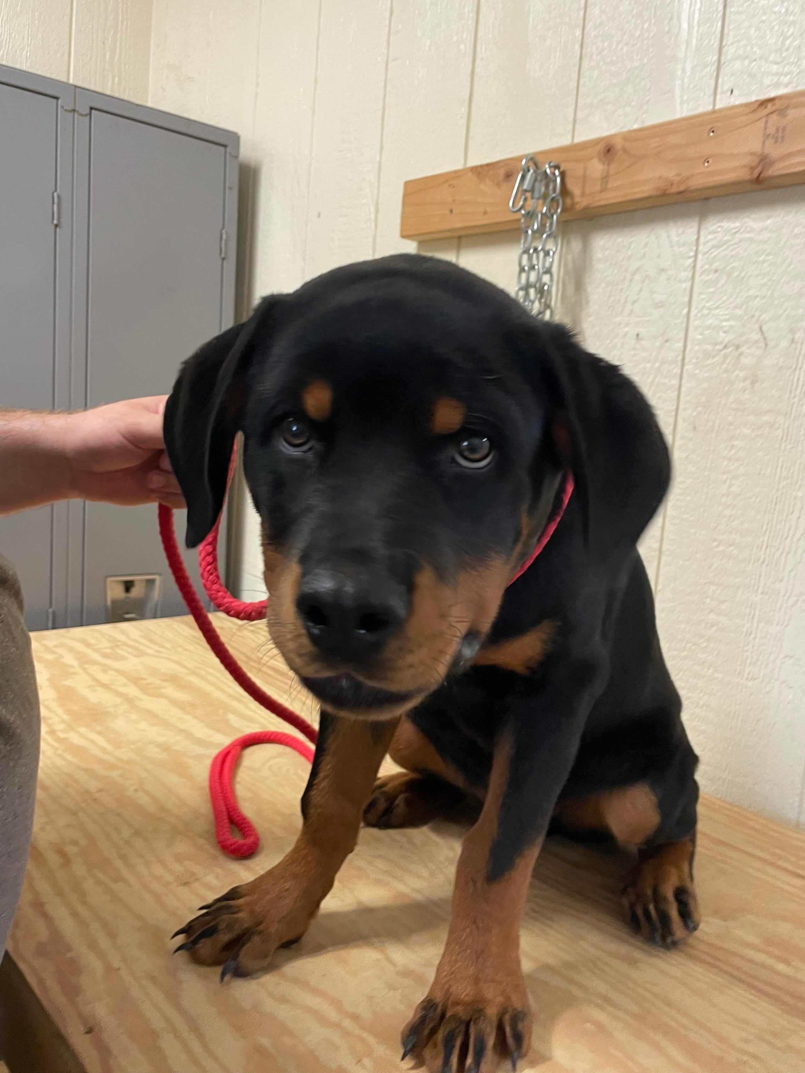 Star puppy class cheap